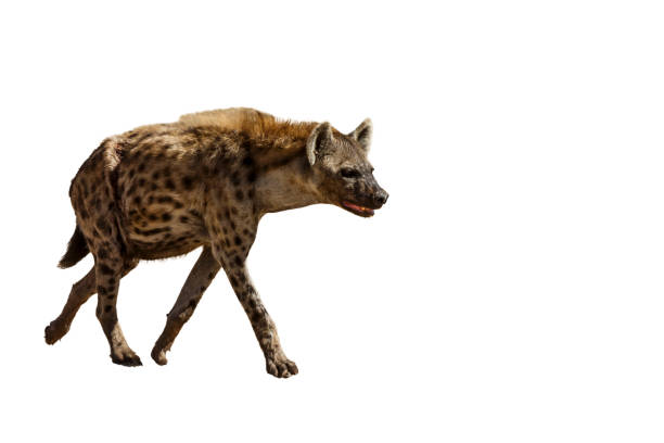 istock Spotted hyaena in Kgalagadi transfrontier park, South Africa 1420179778