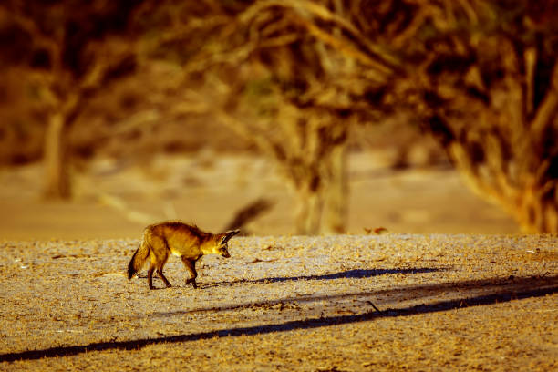 istock Bat-eared fox in Kgalagadi transfrontier park, South Africa 1420180359