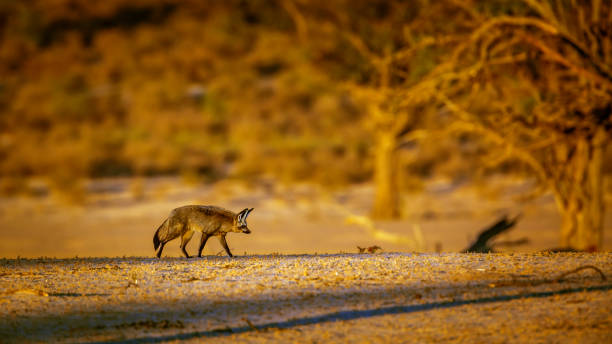 istock Bat-eared fox in Kgalagadi transfrontier park, South Africa 1420181395
