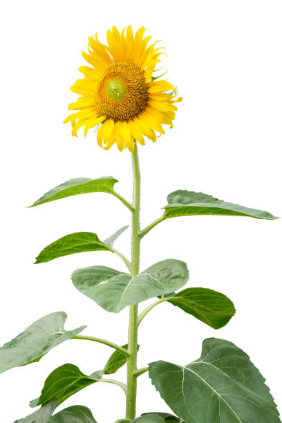istock Die cut of sunflower blossom on white isolated. 1420182876