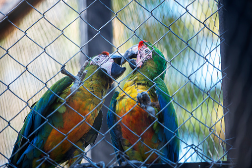 The most beautiful and colorful parrots in the world a couple in love