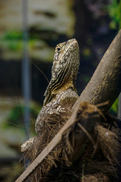 istock lizard dragon  of beautiful colors from the amazon 1420184676