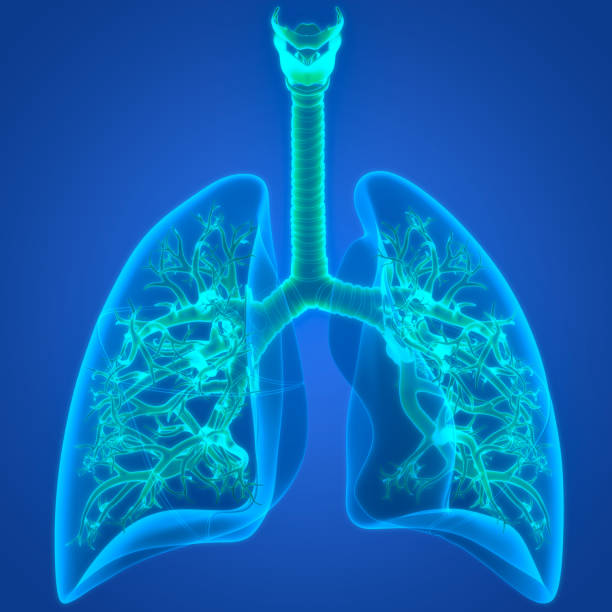 istock Human Respiratory System Lungs Anatomy 1420184722