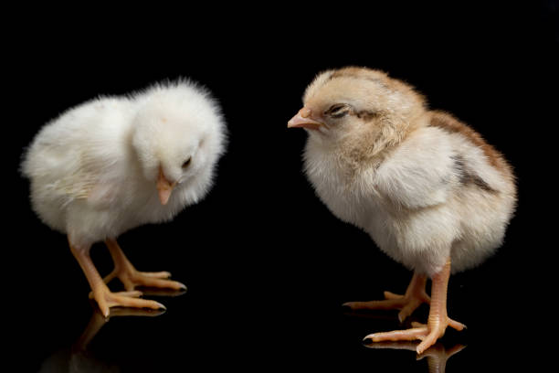 istock two newborn white grey brown Chick free-range chicken Gallus domesticus on black background 1420187769