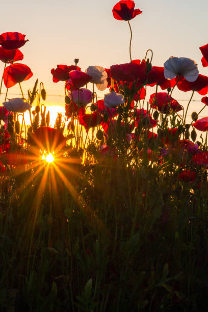 istock Poppies in the garden at sunset 1420191259