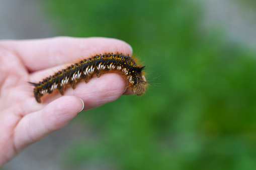 Caterpillar on the palm of a person, a hairy insect, a large black, brown, orange caterpillar crawls on the fingers on the hand on a green background of leaves in summer.