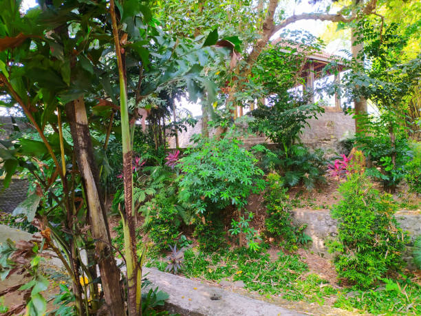 istock natural plants growing beside the house 1420196559