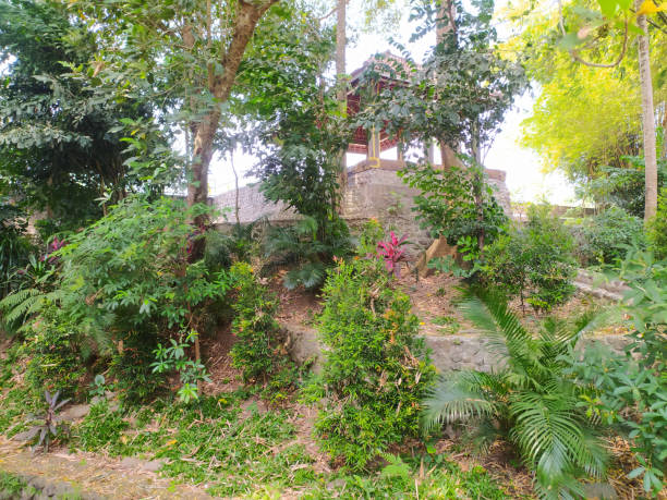 istock natural plants growing beside the house 1420196670