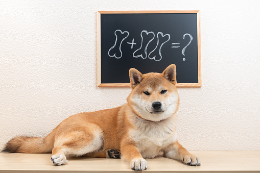 Cute shiba inu puppy is lyingin the classroom next to small chalkboard.