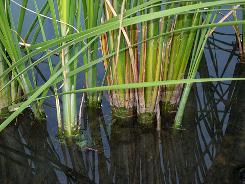 A clear view of the roots of a cattail in a pond.