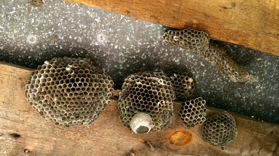 Close Up Wasp Nest