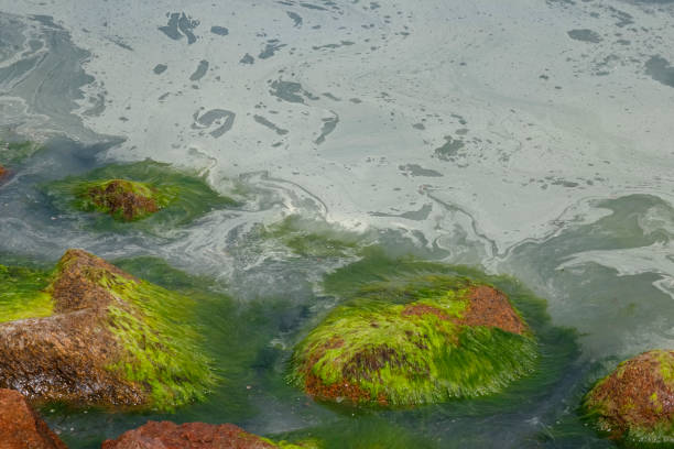 A layer of pollutants is clearly visible on the surface of the Baltic Sea water. There are seaweed on the stones as well