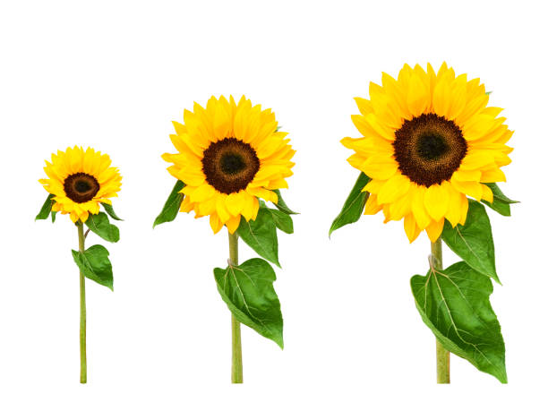 istock Set of three sunflowers of different sizes isolated on white 1420207448
