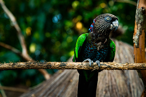 Parrot at a branch in Brasil Forest