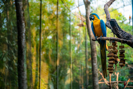 Blue macaw in a tree at Foz do Iguaçu forest
