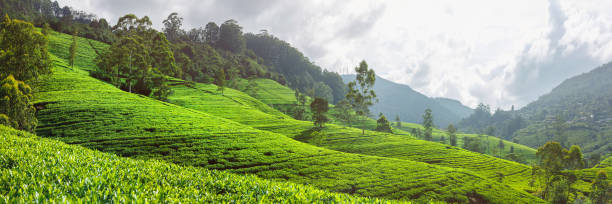 istock Tea plantation nature background in day light 1420209543