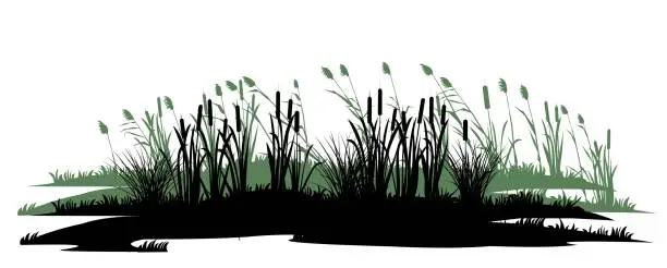 Vector illustration of Overgrown coast. Reeds and reeds. Swamp landscape. View of the river bank. Silhouette picture. Isolated on white background. Vector.