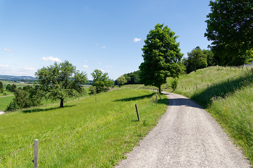walking path in the midday sun with big green meadow on the left, lush trees covered with leaves, fresh air is healthy, in the daytime, without people, blue sky