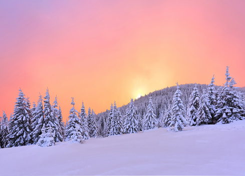Winter. Amazing sunrise. High mountains with snow white peaks. A panoramic view of the covered with frost trees in the snowdrifts. Natural landscape with beautiful sky.