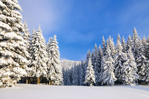 Landscape on winter day. Spruce trees in the snowdrifts. High mountain. Lawn and forests. Snowy background. Nature scenery. Location place the Carpathian, Ukraine, Europe.