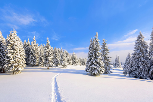 On a frosty beautiful day among high mountains are magical trees covered with white fluffy snow against the magical winter landscape. Lawn and forests. Snowy background. Nature scenery.