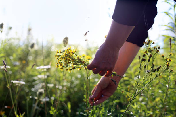 istock Herbal medicine. harvesting St. John's wort. 1420212508