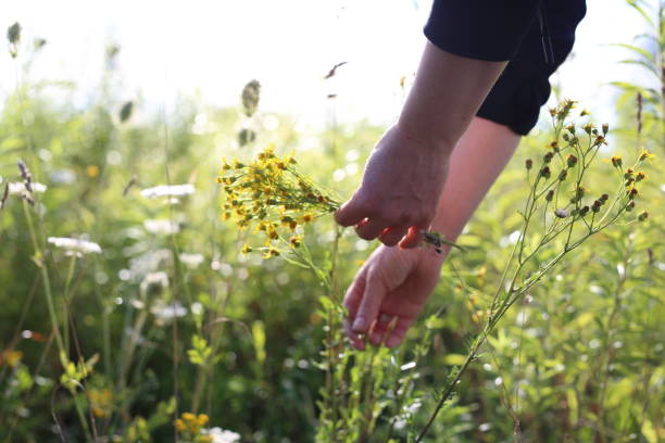 istock Herbal medicine. harvesting St. John's wort. 1420212553