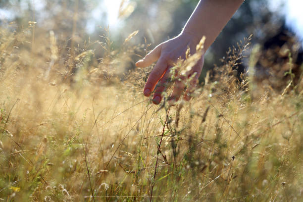 istock Autumn walk on a grassy meadow. 1420212661