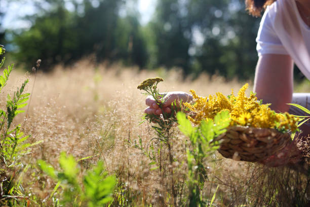 The woman is gathering herbs in the meadow.