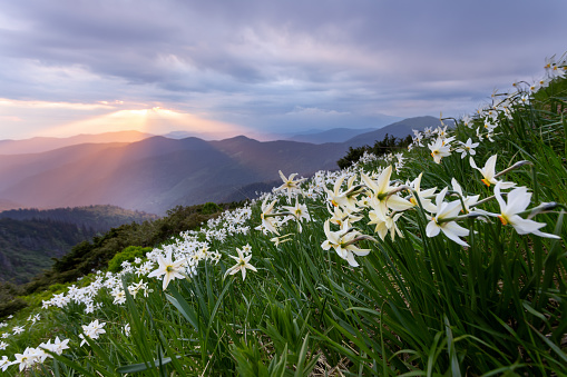 White daffodil flowers blooming on the high wild mountains. Sunset with rays illuminates the horizon. Sky with clouds. Summer wallpaper background. Natural landscape. Location Carpathian, Ukraine.