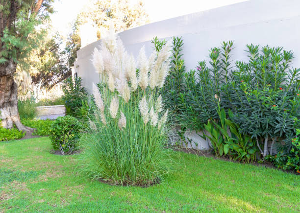 istock Beautiful mediterranean garden with exotic plants on a sunny day. 1420215155