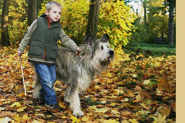 menino andar cão no outono folhas - fey imagens e fotografias de stock