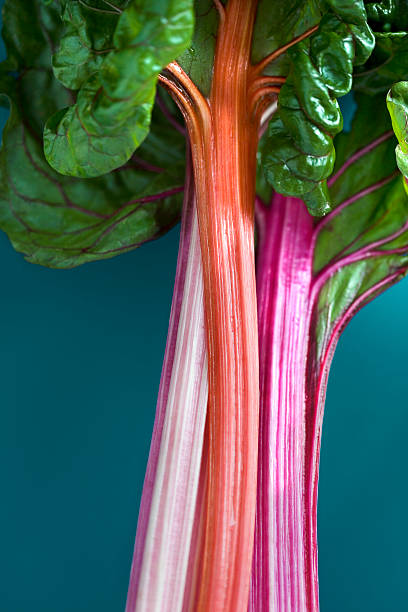 Close up of rhubarb stocks  rhubarb stock pictures, royalty-free photos & images