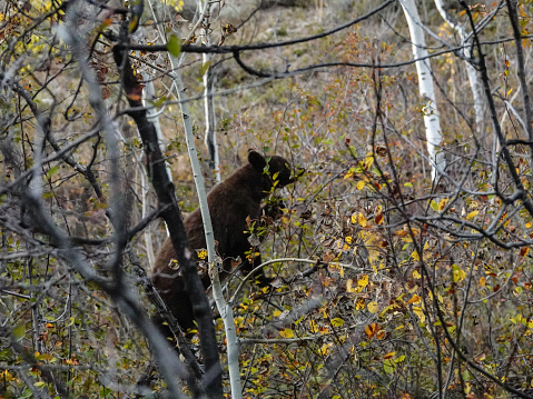 Small black bear climbing trees to get berries, Grand Teton National Park.