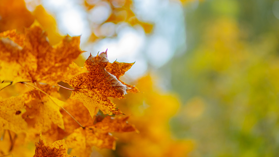 Autumn yellow maple leaves on a tree branch. Colorful nature background. Copy space