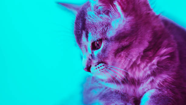 istock The little cat turn into a cyberpunk kitten 1420220780