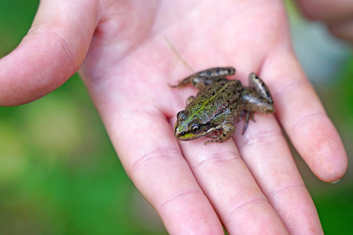 Close-up of a child holding a small frog in the palm of his hand while exploring outside in nature