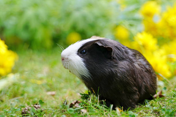 Guinea pig in grass and yellow flowers in summer