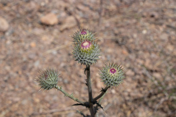 desert thistle plant close up