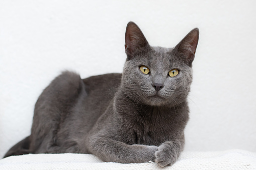 Russian blue cat sits on a white surface posing and looking straight into the camera