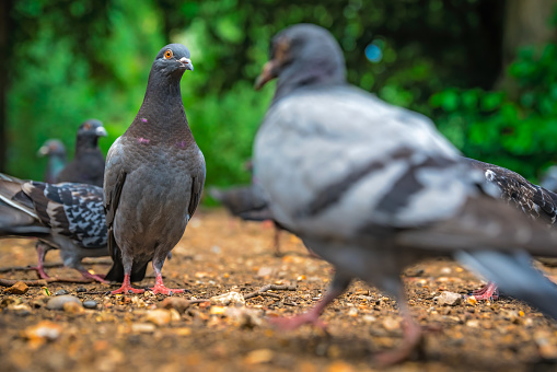 Flock of pigeons walking on a ground in a park in spring looking for food