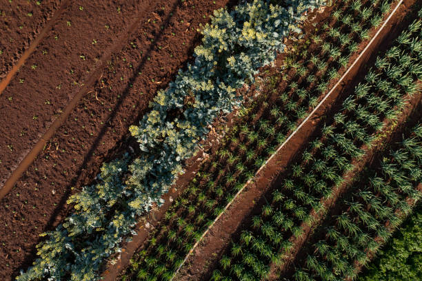 istock plantation of various vegetables seen from above 1420224601