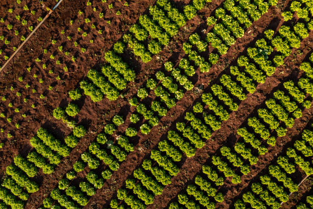 istock plantation of various vegetables seen from above 1420224606