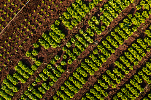 plantation of various vegetables seen from above - drone view