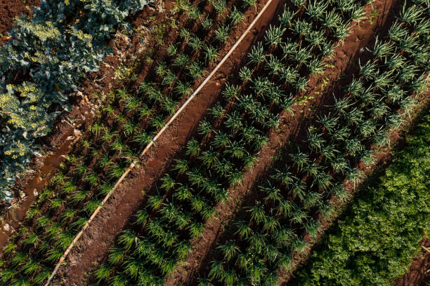 istock plantation of various vegetables seen from above 1420224671