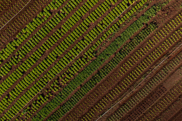 istock plantation of various vegetables seen from above 1420224675