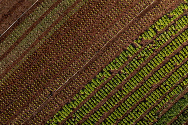 istock plantation of various vegetables seen from above 1420224693
