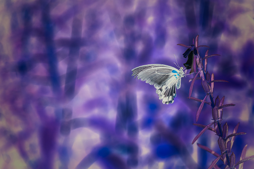 An infrared selective focus shot of a butterfly sitting on a plant in a field