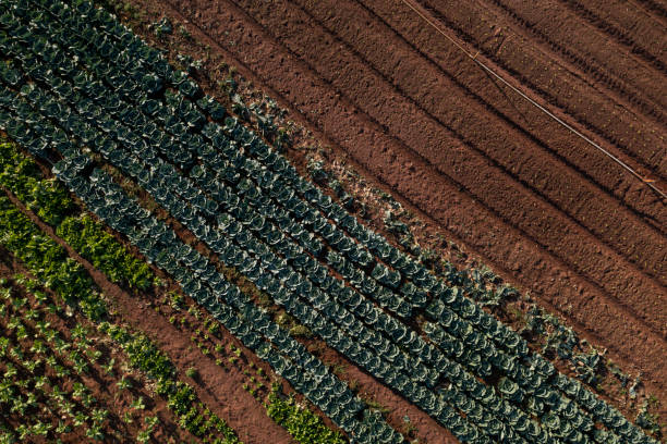 istock plantation of various vegetables seen from above 1420224846