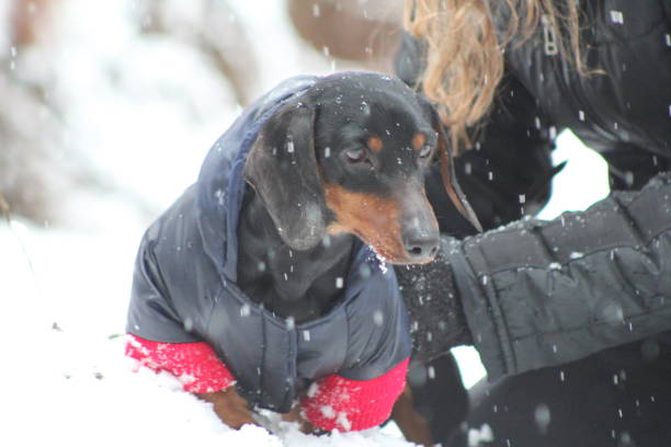 Miniature dachshund enjoying the snow with the family